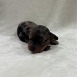 Mabel - Dapple female Dachshund puppy in White Pine, Tennessee from Rocky Top Weenies