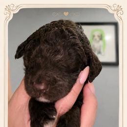 Nesyrn - Chocolate female Goldendoodle puppy in Moreno Valley, California from Rainbow SoCal Doodles