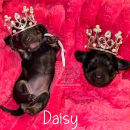 Daisy - Black and cream female Dachshund puppy in Hornbeck, Louisiana from A&Z Mini Dachshunds