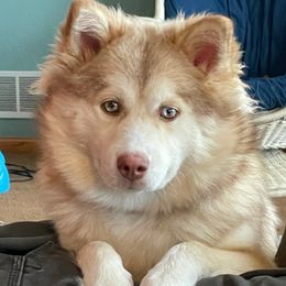 Freyja - Pomsky