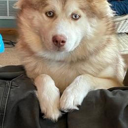 Freyja - Pomsky