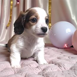Ruby - Piebald female Dachshund puppy in Philomath, Oregon from Bailey’s Dachshunds