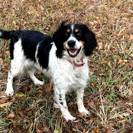 English Springer Spaniel All Grown Up from Sho-Me Springers