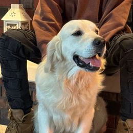 Rusty - Golden Retriever