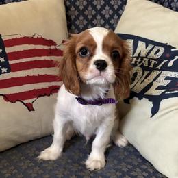 Cavalier King Charles Spaniel Puppies from CAVALMAGNE