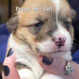 Puppy 6 - Fawn female Pembroke Welsh Corgi puppy in Buffalo, Wyoming from Diamond K Corgis