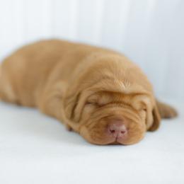 Shark - Yellow male Labrador Retriever puppy in Allons, Tennessee from UC Labradors LLC