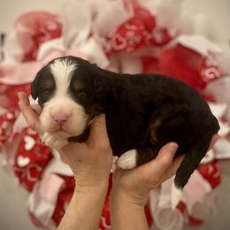 Knox - Tri-color male Bernedoodle puppy in Idaho from Bernese By Barzees
