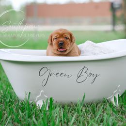 Labrador Retriever Puppies from Southpaw Labrador Retrievers