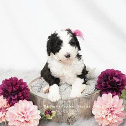 Goldendoodle and Sheepadoodle Puppies from The Farms Precious Doodles