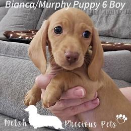 Puppy 6 - Cream male Dachshund puppy in Anamosa, Iowa from Melsh Precious Pets