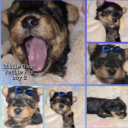 Boy 2 - Black and tan male Yorkshire Terrier puppy in Gatesville, Texas from Schultz Yorkies byGrace