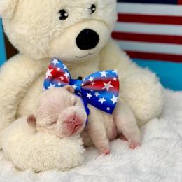 Blue collar boy - Cream male French Bulldog puppy in Jefferson City, Missouri from Central Frenchie Haven