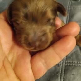 Girl 1 - Merle female Cavapoo puppy in East Providence, Rhode Island from Marta's Cavaliers