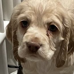 Juniper - Cocker Spaniel puppy in Oklahoma from Southern Cottage Pups