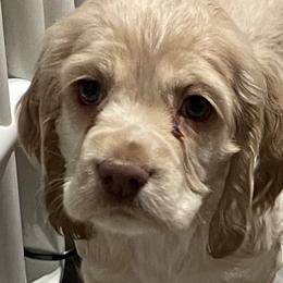 Juniper - Cocker Spaniel puppy in Oklahoma from Southern Cottage Pups