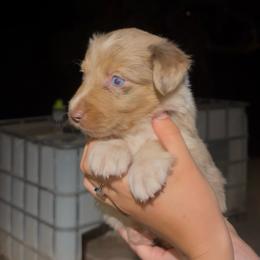 Trump - Red merle male Border Collie puppy in Lakeport, California from Akins Aussies/Wild Rose Ranch