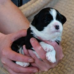 Lowchen Puppies from Dragonne Lowchen