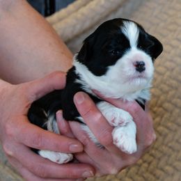 Lowchen Puppies from Dragonne Lowchen