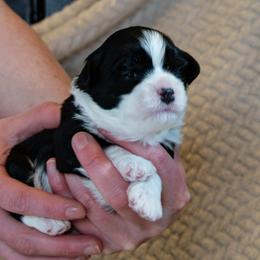Lowchen Puppies from Dragonne Lowchen