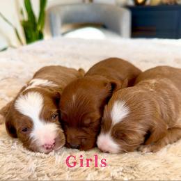 Girl 3 - Red  female Goldendoodle puppy in Glendale, Arizona from Follow Your Bliss Doodles