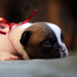 Red Collar - White and fawn male French Bulldog puppy in Wichita, Kansas from Phantasticus French Bulldogs
