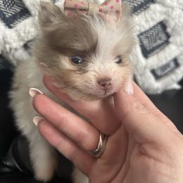 Hazel (girl 1) - Chocolate merle female Pomeranian puppy in Randleman, North Carolina from Luxurious Poms