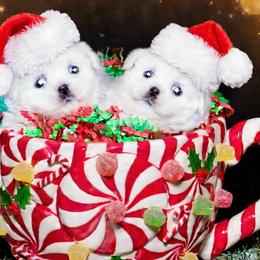 Shichon and Shih Tzu Puppies from Angie’s Teddy Bear Puppies Minnesota