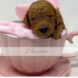 Maxine - Red  female Goldendoodle puppy in State Road, North Carolina from Must Love Doodles