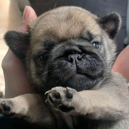 Bacchus - Fawn male Pug puppy in Glendale, Oregon from Azalea Pugs