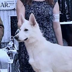 Sif - Berger Blanc Suisse