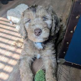 Winston - Merle male Sheepadoodle puppy in Austin, Texas from Darling Doodles