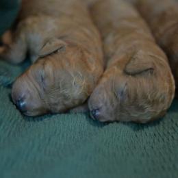 Gilbert - Red  male Poodle puppy in Bauxite, Arkansas from Mountain Ridge Poodles