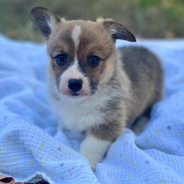 Poppy - Red female Pembroke Welsh Corgi puppy in Hope, Arkansas from Foxy Knoll Farm