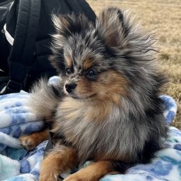 Alice - Pomeranian