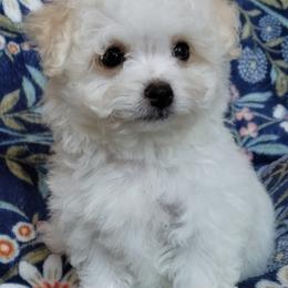 Simon - White male Maltipoo puppy in Crestview, Florida from Little Cupcakes and Little Pumpkins Maltipoos