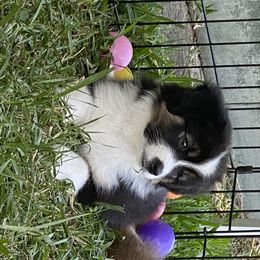 Miniature American Shepherd Puppies from Fruition Farms