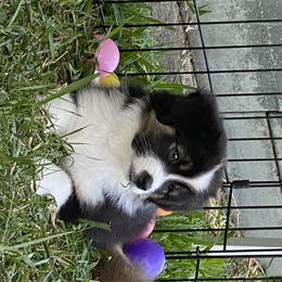 Miniature American Shepherd Puppies from Fruition Farms