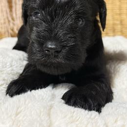 Brock's Miniature Schnauzrt - Black male Miniature Schnauzer puppy in Greensburg, Louisiana from Brock’s  Miniature Schnauzers