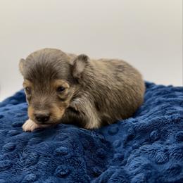 IRONMAN - Sable & white male Toy Shetland Sheepdog puppy in Livonia, Michigan from M7’s Shelties, Toonies & AussieDoodles