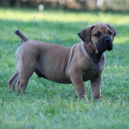 Pickles (Green) - Brown male Boerboel puppy in Shawnee, Oklahoma from TXT Boerboels
