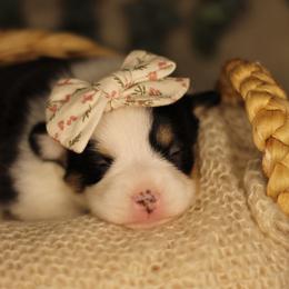 Belladonna (Bella) - Black and tan female Pembroke Welsh Corgi puppy in Benton, Arkansas from High Cotton Corgis