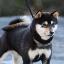 Yaya - Shiba Inu