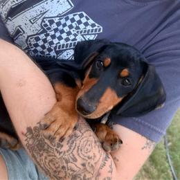 Pickles - Black and tan male Dachshund puppy in Crossville, Tennessee from Golden Mini Farm