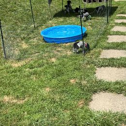 German Shorthaired Pointer Puppies from J & R’s German Shorthaired Pointers