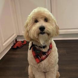 Lola - Goldendoodle