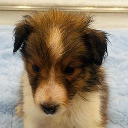 Boy 5 - Sable and white male Shetland Sheepdog puppy in Pensacola, Florida from Nancy Barger's Siberian Huskies