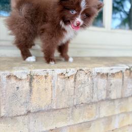 Choco - Chocolate parti male Pomeranian puppy in San Antonio, Texas from San Antonio Pomeranian