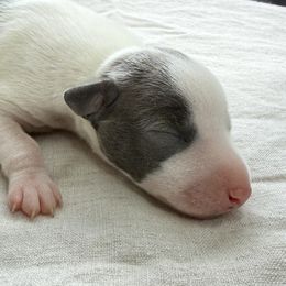 Boy 1 - Italian Greyhound puppy in New York, New York from Julia's Italian Greyhounds