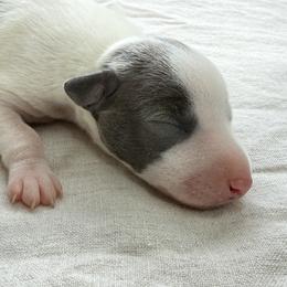 Boy 1 - Italian Greyhound puppy in New York, New York from Julia's Italian Greyhounds